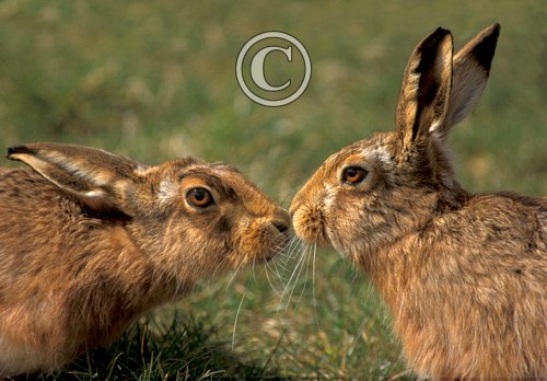 Brown Hares DM1175